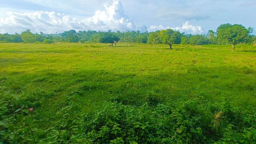 simala flat enhanced cover